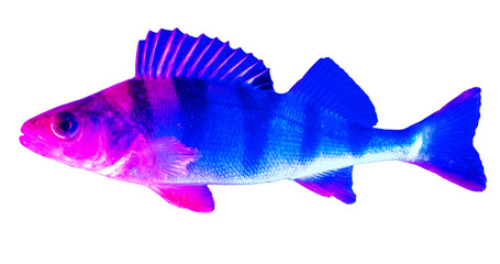 Perch fish in blue and pink color isolated on white background