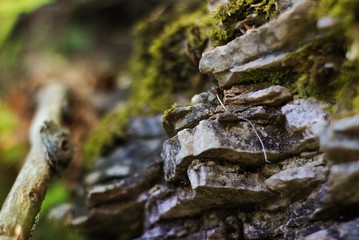Wald2