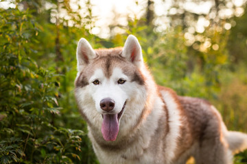 Happy beige and white dog breed siberian husky sitting in the green grass and wild flowers at sunset
