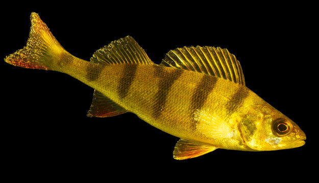 Fish perch isolated on black background