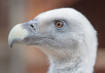 Portrait of a vulture at the zoo