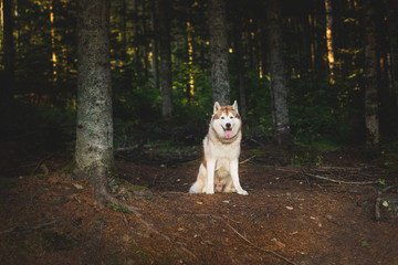 Portrait of free and beautiful dog breed siberian husky sitting in the green mysterious forest and at sunset