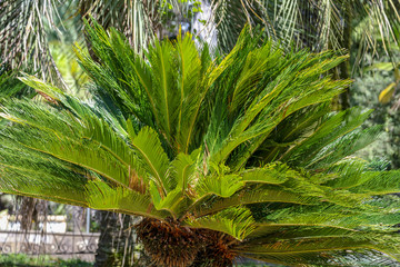 Palm trees in the park. Subtropical climate