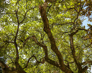 Green leaves on a tree in a summer park