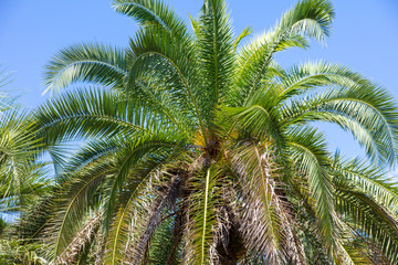 Fototapeta na wymiar Palm tree against the blue sky. Subtropical climate