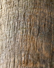 Palm tree trunk as background