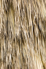 Dry leaves on palm tree as abstract background