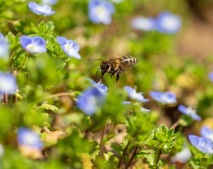Little blue flowers on the grass in nature
