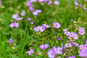 Beautiful purple flowers in nature