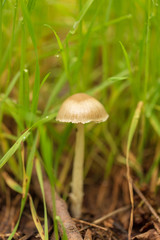 Inedible mushroom in the forest