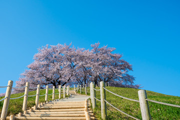 桜の花