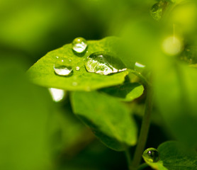 Water drops on a green leaf of a plant