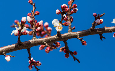 Red flowers on apricot branches in spring