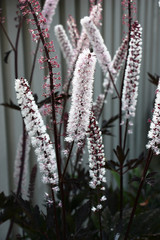On a grey background inflorescences of a cimicifuga.Inflorescences covered small white flowers.