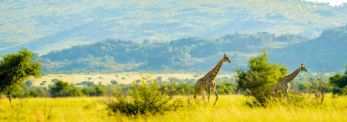 Authentic true South African safari experience in bushveld in a game reserve - obrazy, fototapety, plakaty