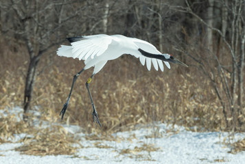 Dancing Crane. The ritual marriage dance. The red-crowned crane. Scientific name: Grus japonensis, also called the Japanese  or Manchurian crane, is a large East Asian Crane.