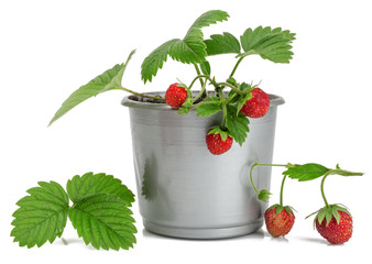 Wild strawberry in pot isolated on white