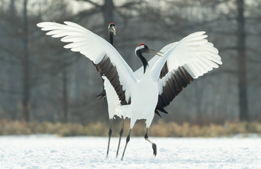 Dancing Cranes. The ritual marriage dance of cranes. The red-crowned crane. Scientific name: Grus japonensis, also called the Japanese crane or Manchurian crane, is a large East Asian Crane.