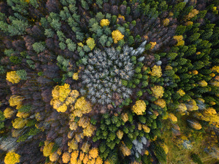 Autumn forest aerial drone view.