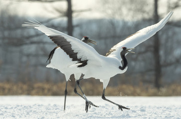 Dancing Cranes. The ritual marriage dance of cranes. The red-crowned crane. Scientific name: Grus japonensis, also called the Japanese crane or Manchurian crane, is a large East Asian Crane.