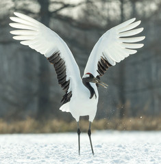Dancing Crane. The ritual marriage dance. The red-crowned crane. Scientific name: Grus japonensis, also called the Japanese  or Manchurian crane, is a large East Asian Crane.