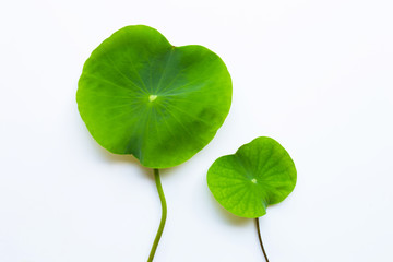 Lotus flower leaves on white.