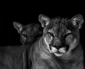 Deurstickers Close-upportret van een in gevangenschap gehouden Cougar, ook bekend als Puma, in een dierentuin in Zuid-Afrika © shams Faraz Amir