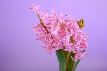 Pink hyacinth flower