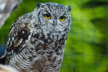 Portrait closeup of a cute and beautiful spotted eagle owl in a zoo in South Africa