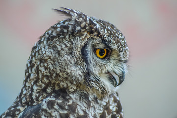 Portrait closeup of a cute and beautiful spotted eagle owl in a zoo in South Africa