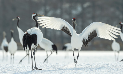 Dancing Cranes. The ritual marriage dance of cranes. The red-crowned crane. Scientific name: Grus japonensis, also called the Japanese crane or Manchurian crane, is a large East Asian Crane.