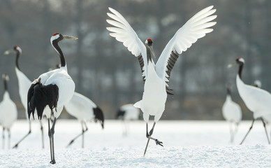 Dancing Cranes. The ritual marriage dance of cranes. The red-crowned crane. Scientific name: Grus japonensis, also called the Japanese crane or Manchurian crane, is a large East Asian Crane.