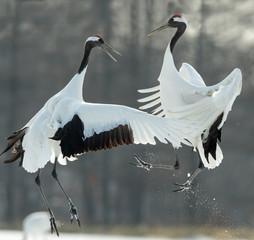 Dancing Cranes. The ritual marriage dance of cranes. The red-crowned crane. Scientific name: Grus japonensis, also called the Japanese crane or Manchurian crane, is a large East Asian Crane.