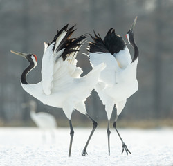 Dancing Cranes. The ritual marriage dance of cranes. The red-crowned crane. Scientific name: Grus japonensis, also called the Japanese crane or Manchurian crane, is a large East Asian Crane.