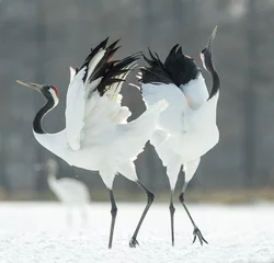 Fotobehang Kraanvogels Dancing Cranes. The ritual marriage dance of cranes. The red-crowned crane. Scientific name: Grus japonensis, also called the Japanese crane or Manchurian crane, is a large East Asian Crane.  © Uryadnikov Sergey