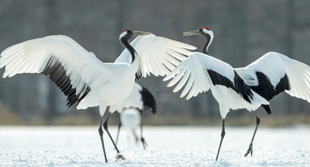Dancing Cranes. The ritual marriage dance of cranes. The red-crowned crane. Scientific name: Grus japonensis, also called the Japanese crane or Manchurian crane, is a large East Asian Crane.