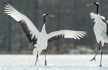 Dancing Cranes. The ritual marriage dance of cranes. The red-crowned crane. Scientific name: Grus japonensis, also called the Japanese crane or Manchurian crane, is a large East Asian Crane.