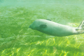 Zoo Veszprém in Hungary and Budapest