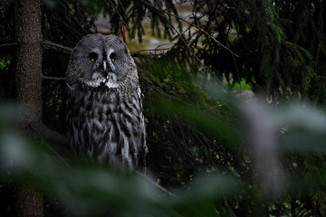 The mysterical owl