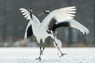 Dancing Cranes. The ritual marriage dance of cranes. The red-crowned crane. Scientific name: Grus japonensis, also called the Japanese crane or Manchurian crane, is a large East Asian Crane.