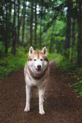 Portrait of free dog breed siberian husky standing in the green forest and looks like a wolf © Anastasiia