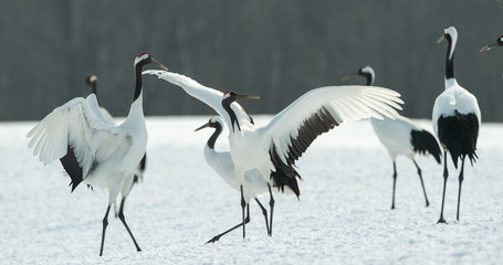 Dancing Cranes. The ritual marriage dance of cranes. The red-crowned crane. Scientific name: Grus japonensis, also called the Japanese crane or Manchurian crane, is a large East Asian Crane.