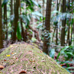 rainforest log detail