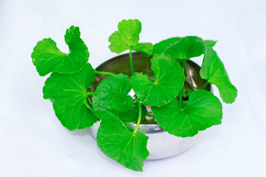 থানকুনি পাতা | স্বাস্থ্য