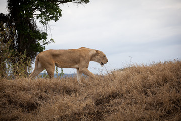 Big and gracious lioness (Panthera Leo) walking in the bush in Ngorongoro National park, Tanzania.