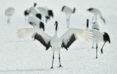 Dancing Cranes. The ritual marriage dance of cranes. The red-crowned crane. Scientific name: Grus japonensis, also called the Japanese crane or Manchurian crane, is a large East Asian Crane.