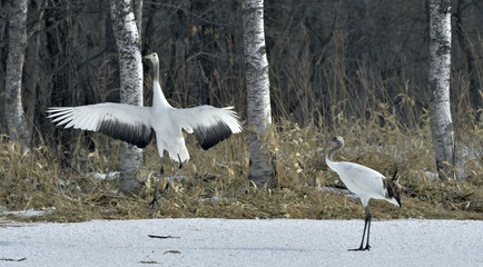 Dancing Cranes. The ritual marriage dance of cranes. The red-crowned crane. Scientific name: Grus japonensis, also called the Japanese crane or Manchurian crane, is a large East Asian Crane.