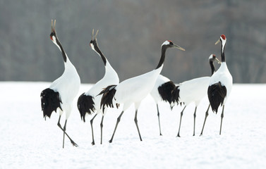 Dancing Cranes. The ritual marriage dance of cranes. The red-crowned crane. Scientific name: Grus japonensis, also called the Japanese crane or Manchurian crane, is a large East Asian Crane.