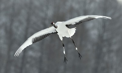 The red-crowned crane in flight. Front view. Scientific name: Grus japonensis, also called the Japanese crane or Manchurian crane.