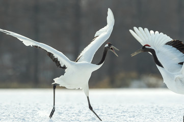 Dancing Cranes. The ritual marriage dance of cranes. The red-crowned crane. Scientific name: Grus japonensis, also called the Japanese crane or Manchurian crane, is a large East Asian Crane.